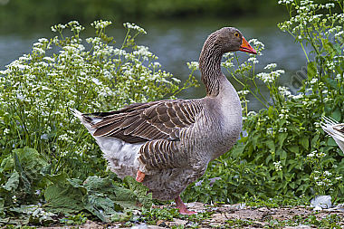 Hausgänse an der Saar bei Güdingen