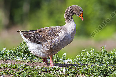 Hausgänse an der Saar bei Güdingen