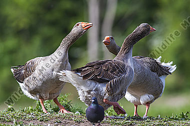 Hausgänse an der Saar bei Güdingen