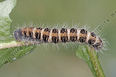 Gelber Wiesenspinner Raupe