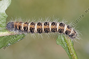 Gelber Wiesenspinner Raupe