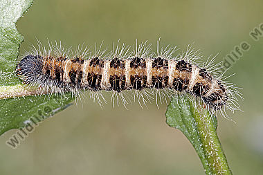 Gelber Wiesenspinner Raupe
