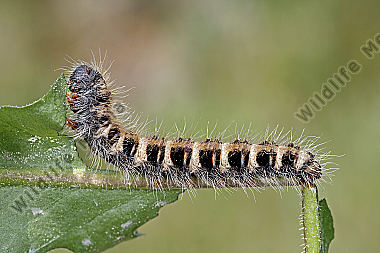 Gelber Wiesenspinner Raupe