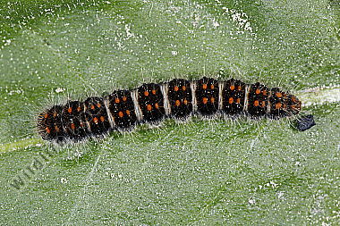 Gelber Wiesenspinner halberwachsene Raupe