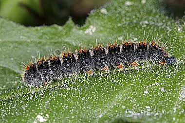 Gelber Wiesenspinner halberwachsene Raupe