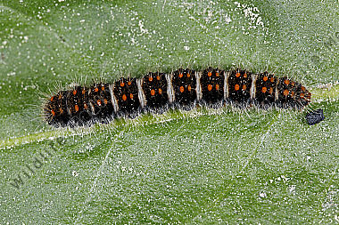 Gelber Wiesenspinner halberwachsene Raupe