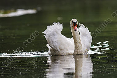 Höckerschwan auf dem Wasser