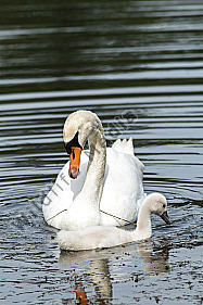 Höckerschwan auf dem Wasser
