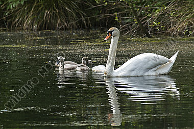Höckerschwan auf dem Wasser
