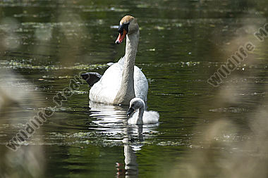 Höckerschwan auf dem Wasser