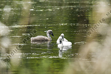 Höckerschwan auf dem Wasser