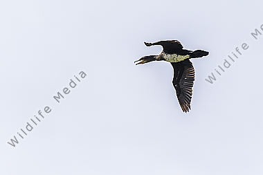 Ein Kormoran am Ökosee in Dillingen