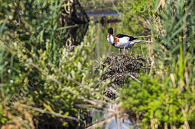 Eine Brandgans im Schilf der Wagbachniederung in Baden-Württemberg
