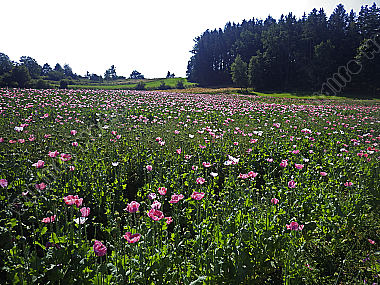 Waldviertler Graumohn