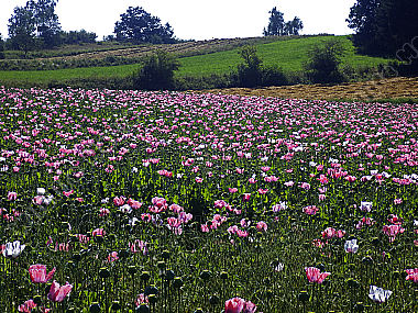 Waldviertler Graumohn