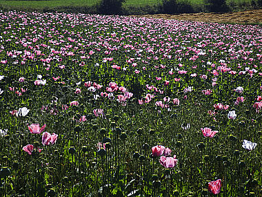 Waldviertler Graumohn