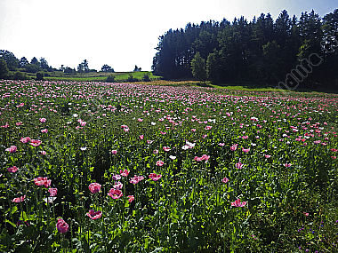 Waldviertler Graumohn
