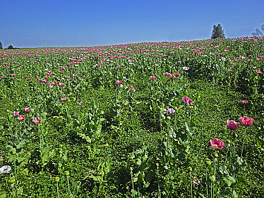 Waldviertler Graumohn