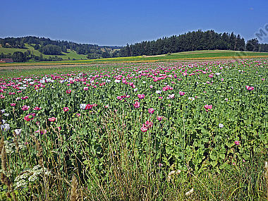 Waldviertler Graumohn