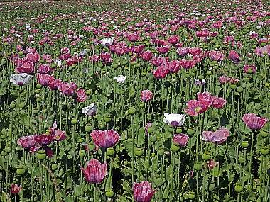 Waldviertler Graumohn