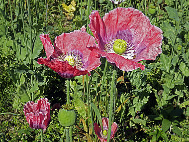 Waldviertler Graumohn