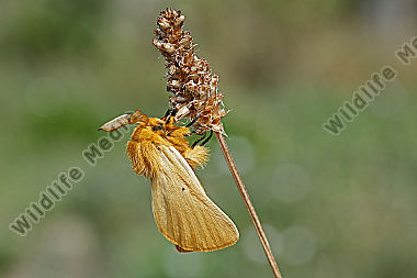 Gelber Wiesenspinner Männchen