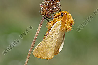 Gelber Wiesenspinner Männchen