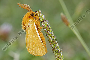 Gelber Wiesenspinner Männchen