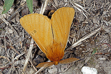 Gelber Wiesenspinner Männchen