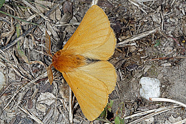 Gelber Wiesenspinner Männchen