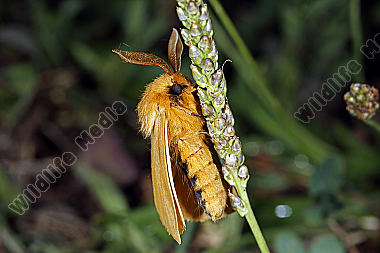 Gelber Wiesenspinner Männchen