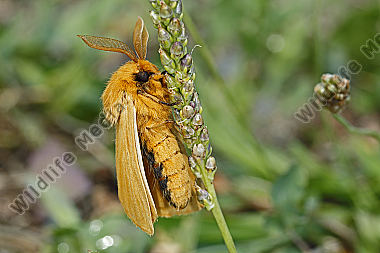 Gelber Wiesenspinner Männchen
