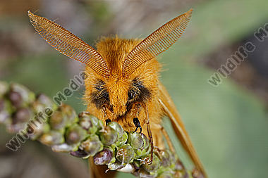 Gelber Wiesenspinner Männchen