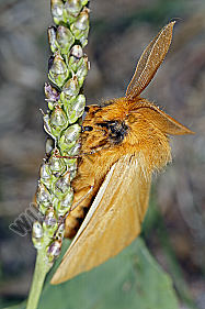 Gelber Wiesenspinner Männchen