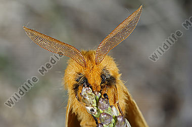 Gelber Wiesenspinner Männchen