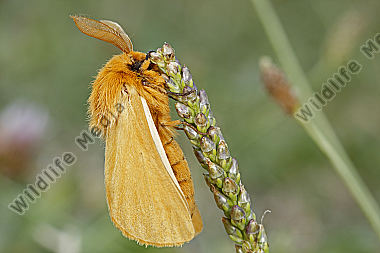 Gelber Wiesenspinner Männchen