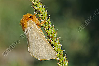 Gelber Wiesenspinner Weibchen
