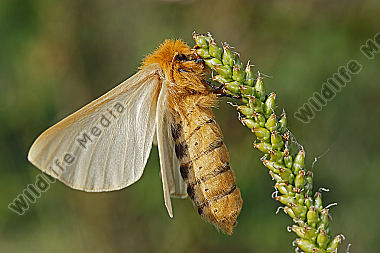 Gelber Wiesenspinner Weibchen