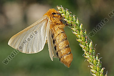 Gelber Wiesenspinner Weibchen
