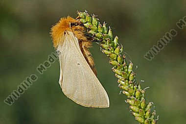 Gelber Wiesenspinner Weibchen