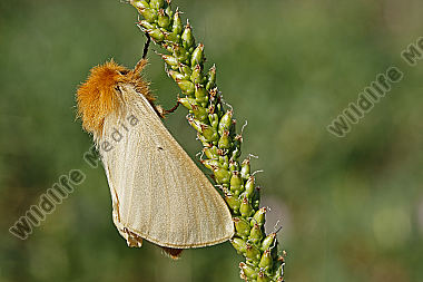 Gelber Wiesenspinner Weibchen