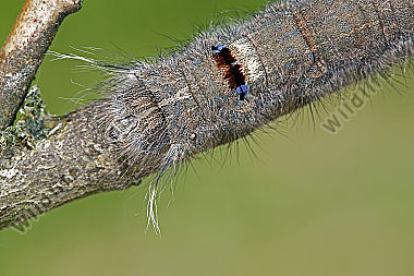 Pflaumenglucke Raupe