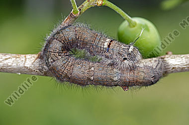 Pflaumenglucke Raupe