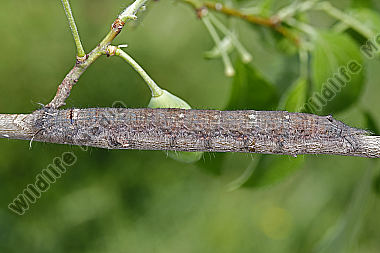 Pflaumenglucke Raupe