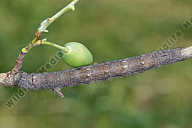 Pflaumenglucke Raupe