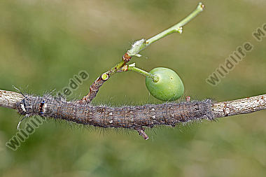 Pflaumenglucke Raupe