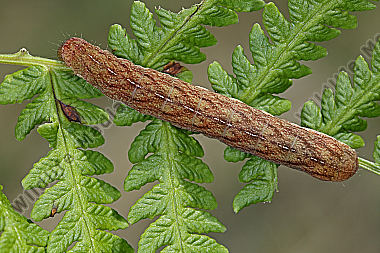 Achateule Raupe