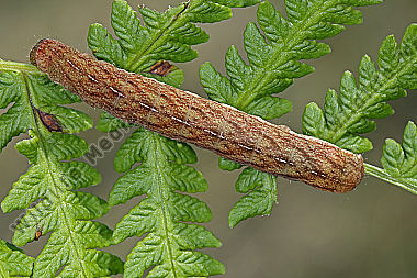 Achateule Raupe