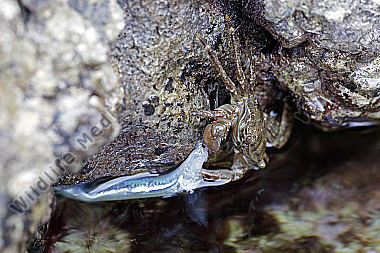 Rennkrabbe Kroatien