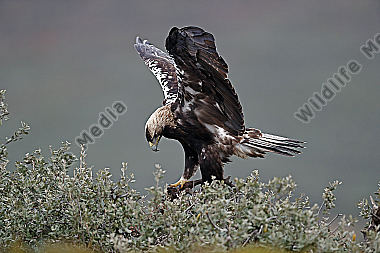 Spanischer Kaiseradler Männchen
